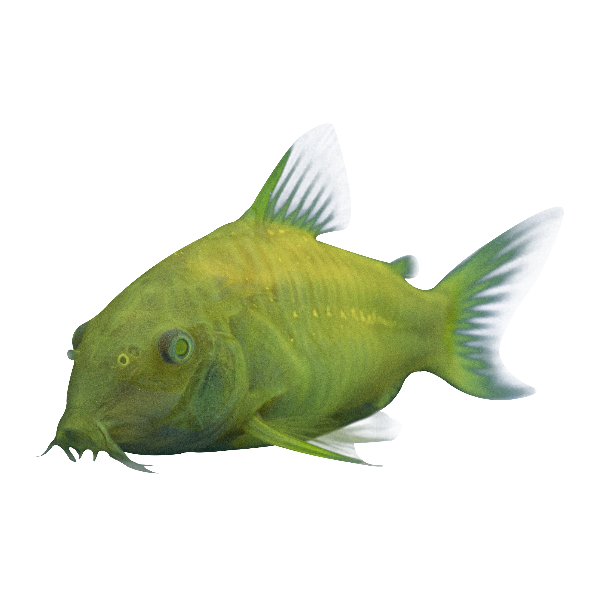 GloFish - Cory Catfish - Electric Green - 2-3 inch - IN STOCK